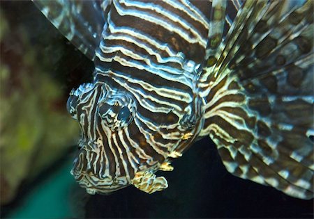 peixe-escorpião - Close up of a lionfish looking into the camera Foto de stock - Royalty-Free Super Valor e Assinatura, Número: 400-05705440