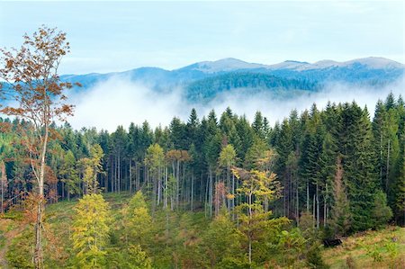 simsearch:400-04306537,k - September Carpathian mountain hill and cloudy morning view behind. Stock Photo - Budget Royalty-Free & Subscription, Code: 400-05705516