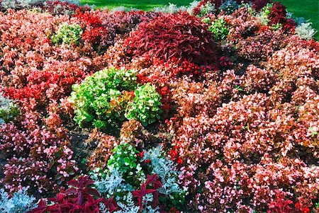 simsearch:400-06633565,k - Blossoming colorful flowerbed in summer city park Fotografie stock - Microstock e Abbonamento, Codice: 400-05705548