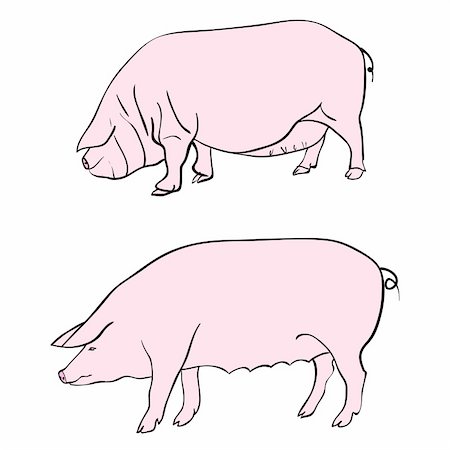 simsearch:400-04626468,k - Pen drawing depicting a pig Stockbilder - Microstock & Abonnement, Bildnummer: 400-05705691