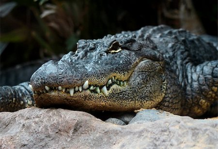 Big alligator head and teeth closeup potrait Photographie de stock - Aubaine LD & Abonnement, Code: 400-05705847