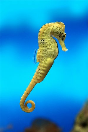 Yellow sea-horse on blue water background Foto de stock - Royalty-Free Super Valor e Assinatura, Número: 400-05705849