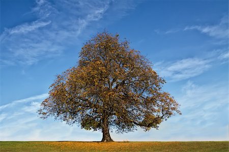 Autumn tree Stock Photo - Budget Royalty-Free & Subscription, Code: 400-05705994