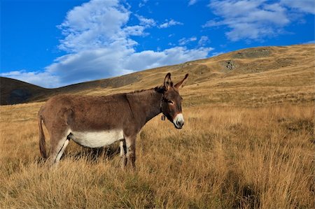 porojnicu (artist) - donkey grazing on a hill in autumn Foto de stock - Super Valor sin royalties y Suscripción, Código: 400-05706017