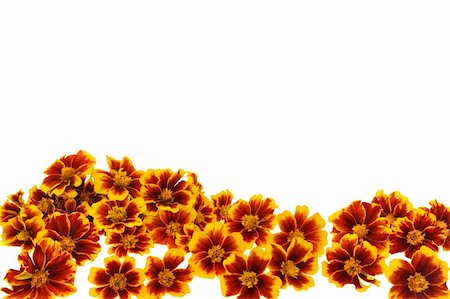 simsearch:400-04333451,k - Marigold  flower heads over white background Photographie de stock - Aubaine LD & Abonnement, Code: 400-05706215
