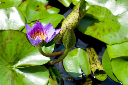 simsearch:400-04017981,k - The blue lotus is blooming. In fresh water. The lotus leaf green. Photographie de stock - Aubaine LD & Abonnement, Code: 400-05706715