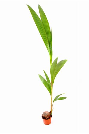 single coconut tree picture - coconut palm tree isolated on the white background Stock Photo - Budget Royalty-Free & Subscription, Code: 400-05706798
