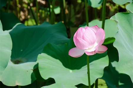 simsearch:400-04424294,k - Detail of a beautiful pink lotus flower, Nelumbo nucifera Stock Photo - Budget Royalty-Free & Subscription, Code: 400-05706831