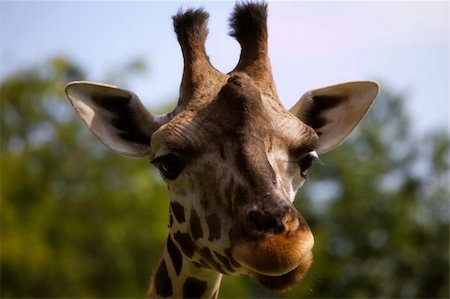 simsearch:400-05901721,k - very close giraffe portrait looking at the camera. Great colors. Stock Photo - Budget Royalty-Free & Subscription, Code: 400-05707025