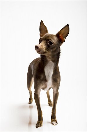 simsearch:400-04312761,k - Picture of a funny curious toy terrier dog looking up. white background Stock Photo - Budget Royalty-Free & Subscription, Code: 400-05707180