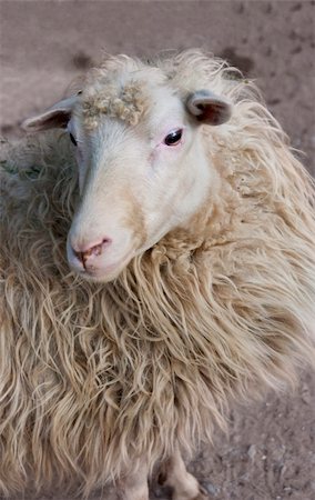 Close up of a sheep looking into the camera Stock Photo - Budget Royalty-Free & Subscription, Code: 400-05707191