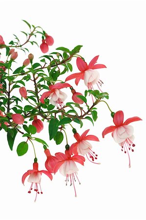 simsearch:700-02756583,k - Fuchsia flowers over white background Stock Photo - Budget Royalty-Free & Subscription, Code: 400-05707859