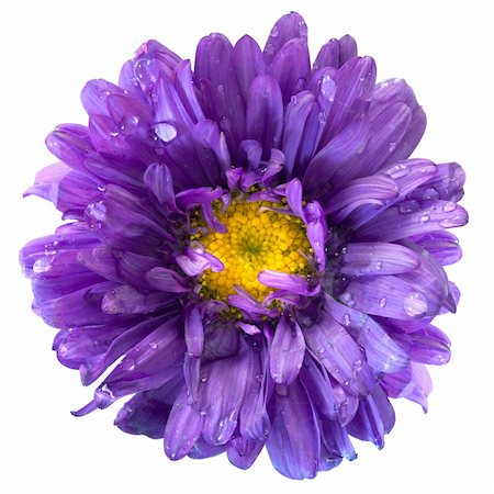 Aster Flower after the Rain Isolated on White Photographie de stock - Aubaine LD & Abonnement, Code: 400-05707936