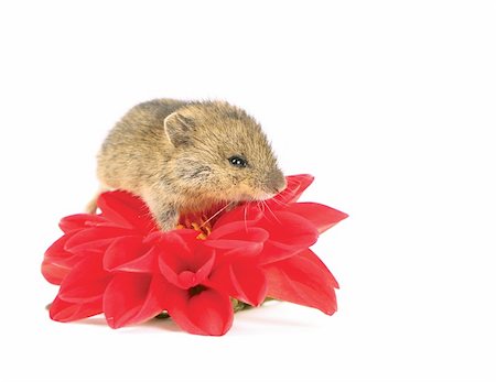 Little mouse on the flower isolated on white background Stock Photo - Budget Royalty-Free & Subscription, Code: 400-05708048