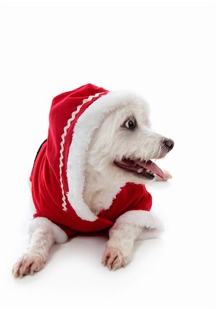 simsearch:400-04446275,k - Small cute white pet dog wearing a warm and cosy red hooded outfit.  Looking sideways at your message.  White background. Foto de stock - Super Valor sin royalties y Suscripción, Código: 400-05708089