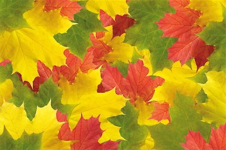 simsearch:400-04228440,k - Autumn colorful leaves background Foto de stock - Super Valor sin royalties y Suscripción, Código: 400-05708106