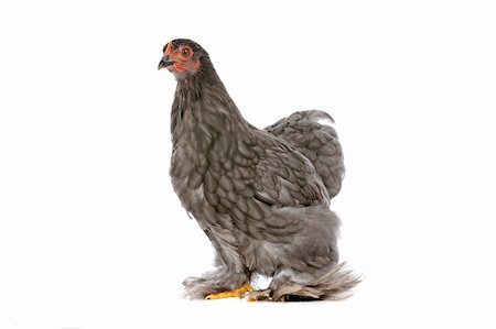 simsearch:400-04589626,k - Colourful Chicken in front of a white background Stockbilder - Microstock & Abonnement, Bildnummer: 400-05709599