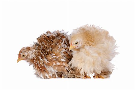 simsearch:400-04589626,k - Two chickens in front of a white background Stockbilder - Microstock & Abonnement, Bildnummer: 400-05709592