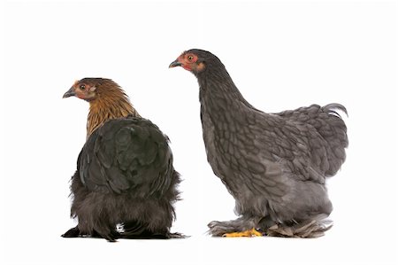 simsearch:400-04578495,k - Two chickens in front of a white background Foto de stock - Super Valor sin royalties y Suscripción, Código: 400-05709600