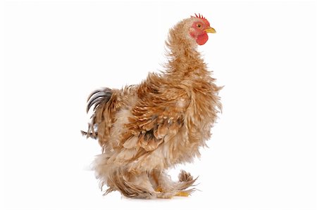 simsearch:400-04589626,k - Colourful Chicken in front of a white background Stockbilder - Microstock & Abonnement, Bildnummer: 400-05709601