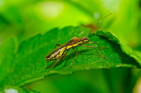 simsearch:400-06138663,k - brown bug in green nature or in the garden Stock Photo - Budget Royalty-Free & Subscription, Code: 400-05700972
