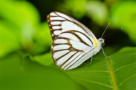 simsearch:400-07486829,k - butterfly in green nature or in the garden Foto de stock - Super Valor sin royalties y Suscripción, Código: 400-05700973