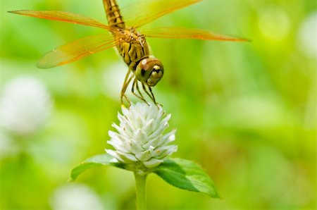 simsearch:400-08195310,k - dragonfly in garden or in green nature Foto de stock - Super Valor sin royalties y Suscripción, Código: 400-05700983