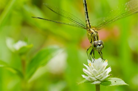 simsearch:400-08195310,k - dragonfly in garden or in green nature Foto de stock - Super Valor sin royalties y Suscripción, Código: 400-05700999