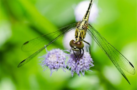 simsearch:400-08195310,k - dragonfly in garden or in green nature Foto de stock - Super Valor sin royalties y Suscripción, Código: 400-05700990