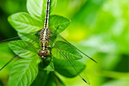 simsearch:400-08195310,k - dragonfly in garden or in green nature Foto de stock - Super Valor sin royalties y Suscripción, Código: 400-05700993