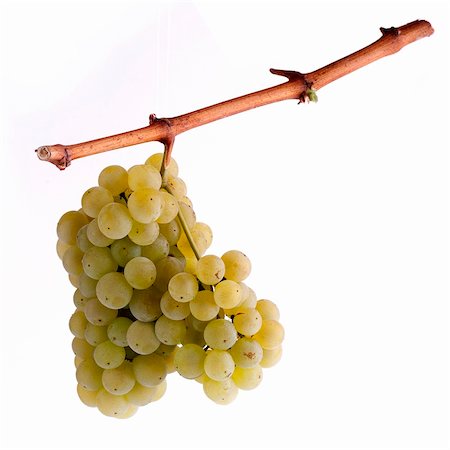 White grapes Stock Photo - Budget Royalty-Free & Subscription, Code: 400-05701011