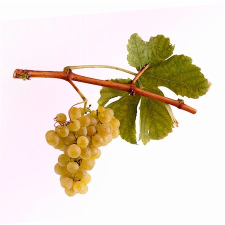 White grapes with leaf Stock Photo - Budget Royalty-Free & Subscription, Code: 400-05701013