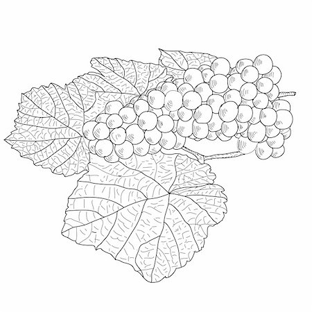 simsearch:400-04610449,k - Abstract Grape with leafs (Vector) Foto de stock - Super Valor sin royalties y Suscripción, Código: 400-05701202