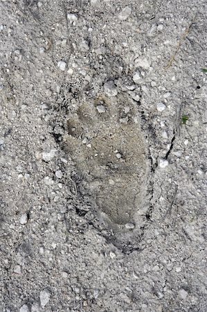 simsearch:400-05356676,k - Big Cypress National Preserve, Florida Everglades Photographie de stock - Aubaine LD & Abonnement, Code: 400-05701228