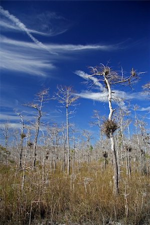 simsearch:400-05356676,k - Scenic Big Cypress National Preserve, Florida Everglades Photographie de stock - Aubaine LD & Abonnement, Code: 400-05701229