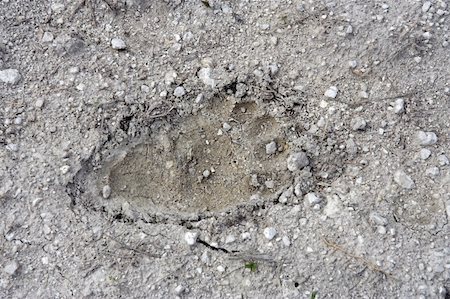 simsearch:400-05356676,k - Big Cypress National Preserve, Florida Everglades Photographie de stock - Aubaine LD & Abonnement, Code: 400-05701244