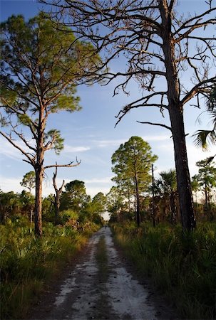 Scenic Big Cypress National Preserve, Florida Everglades Photographie de stock - Aubaine LD & Abonnement, Code: 400-05701242