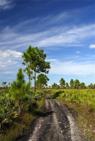 simsearch:400-05356679,k - Scenic Big Cypress National Preserve, Florida Everglades Fotografie stock - Microstock e Abbonamento, Codice: 400-05701243