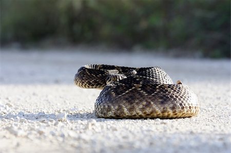 rattlesnake - Scenic Big Cypress National Preserve, Florida Everglades Stock Photo - Budget Royalty-Free & Subscription, Code: 400-05701763