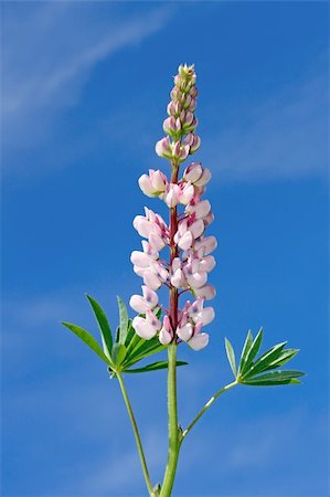 Inflorescences of lupine against the background of a blue sky Foto de stock - Super Valor sin royalties y Suscripción, Código: 400-05701865