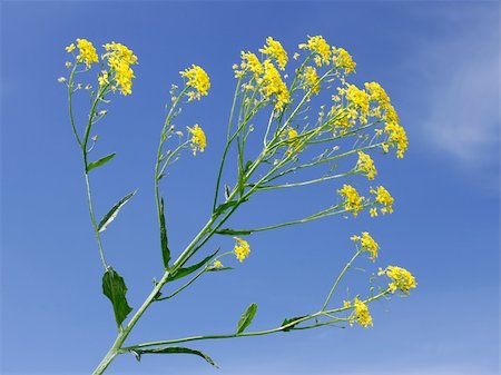 simsearch:400-07262232,k - Crucifer yellow flowers against the background of blue sky.  Plant of Cruciferous family Stock Photo - Budget Royalty-Free & Subscription, Code: 400-05701866