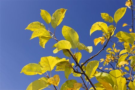 simsearch:400-05880107,k - Yellow autumn leaves on apple trees against blue sky Stockbilder - Microstock & Abonnement, Bildnummer: 400-05701862