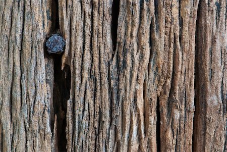 Wooden texture with rusty nail, relating to environment and construction, show feeling of power with aged. Stock Photo - Budget Royalty-Free & Subscription, Code: 400-05701950