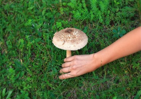 Big mushroom ready to be picked. Foto de stock - Royalty-Free Super Valor e Assinatura, Número: 400-05701971