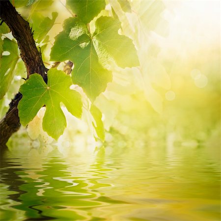 simsearch:400-05343808,k - Summer or spring season background with vine leaves in the vineyard and sun rays Photographie de stock - Aubaine LD & Abonnement, Code: 400-05702019