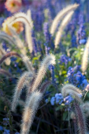 simsearch:400-04408653,k - Colorful wild flowers in the field Stockbilder - Microstock & Abonnement, Bildnummer: 400-05702855