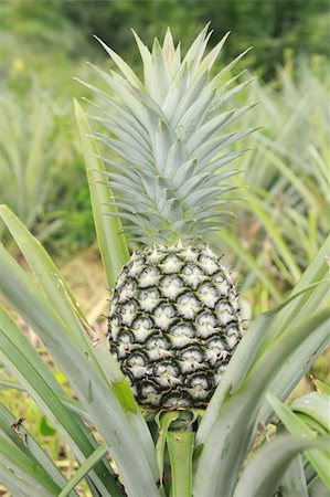 pineapple botanical - fresh pineapple in the farm at Phetchaburi, Thailand. Stock Photo - Budget Royalty-Free & Subscription, Code: 400-05702894
