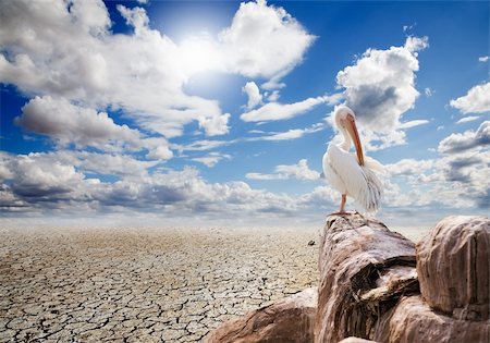 simsearch:400-05706113,k - Desert landscape with a pelican on a rock Stock Photo - Budget Royalty-Free & Subscription, Code: 400-05702920