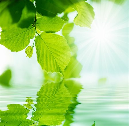 sunlight effect - Background nature with vegetation and water Stock Photo - Budget Royalty-Free & Subscription, Code: 400-05702944