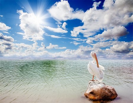 Landscape ocean and pelican Stock Photo - Budget Royalty-Free & Subscription, Code: 400-05702956